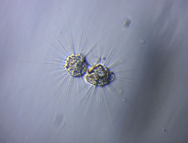 ACTINOPHRYS SOL